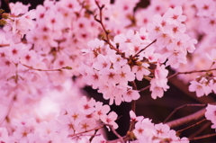 小金井の桜3