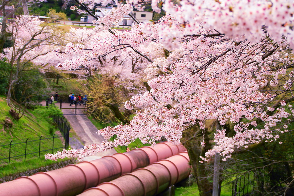 京都の桜2015(17)