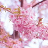 三条の早咲き桜