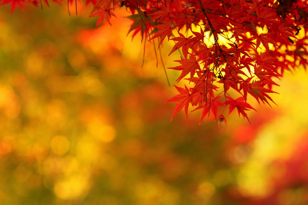 北野天満宮の紅葉(5)