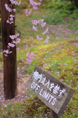 平安神宮神苑の桜(4)