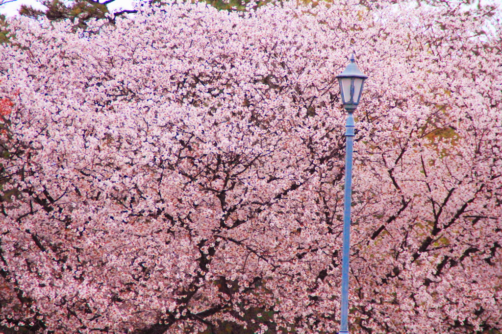 京都の桜2015(4)