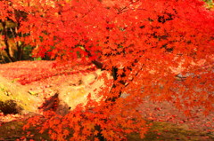 東福寺の紅葉③