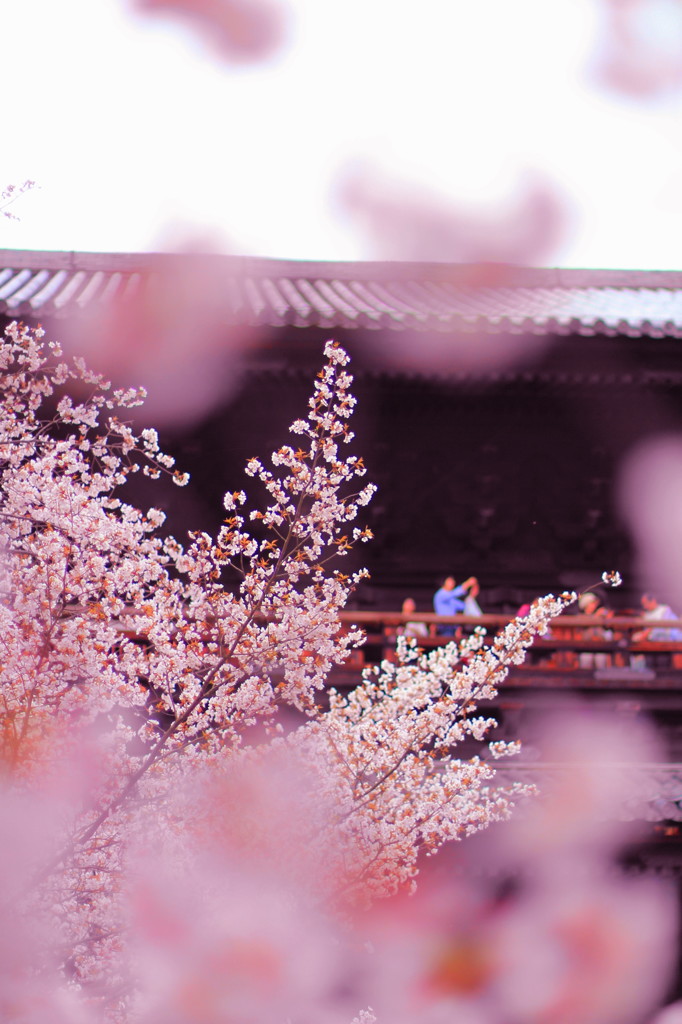 京都の桜2015(15)