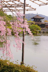 平安神宮神苑の桜(9)