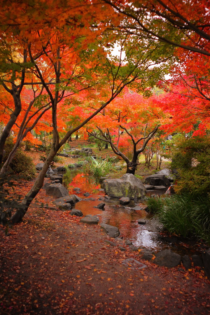 小川に移る紅葉