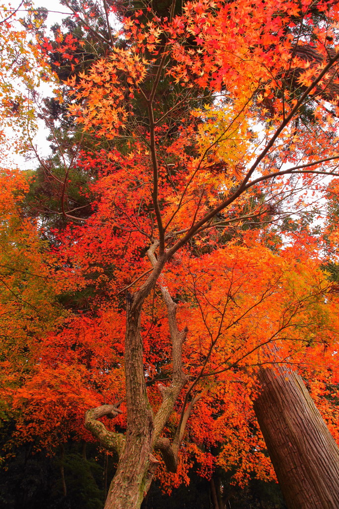 松尾大社の紅葉(2)