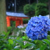 三室戸寺の紫陽花(７)
