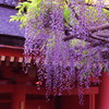 春日大社の藤(4)