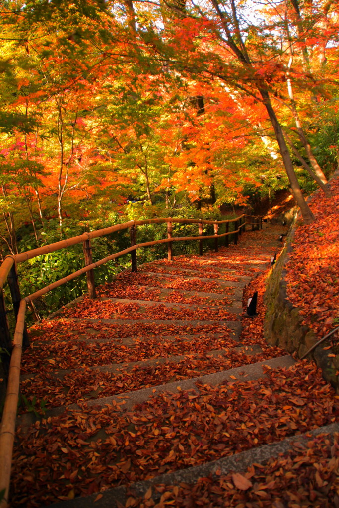 北野天満宮の紅葉(1)