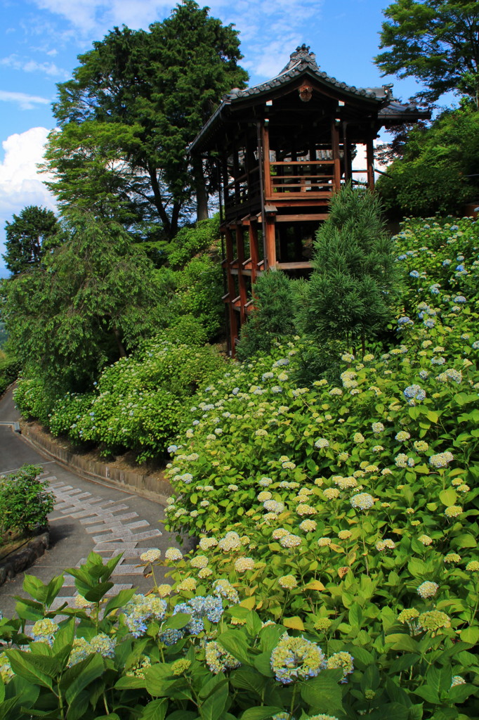 善峯寺の紫陽花(1)
