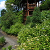 善峯寺の紫陽花(1)