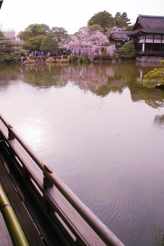 平安神宮神苑の桜(12)