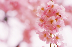 小金井の桜7