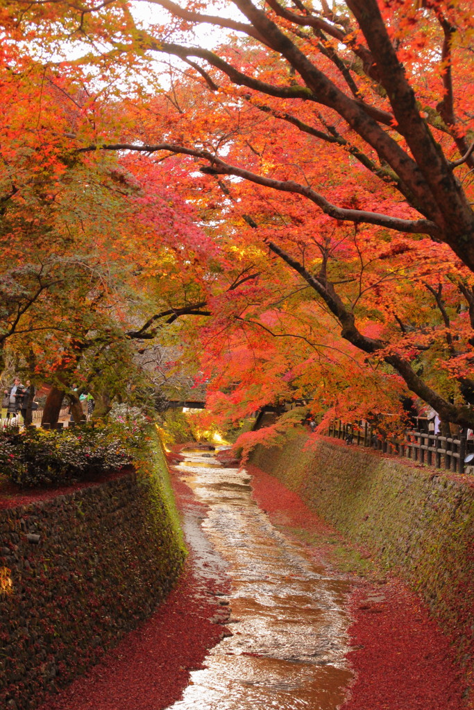 北野天満宮の紅葉(3)