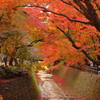 北野天満宮の紅葉(3)