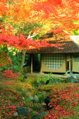 高台寺の紅葉②