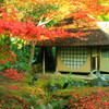 高台寺の紅葉②
