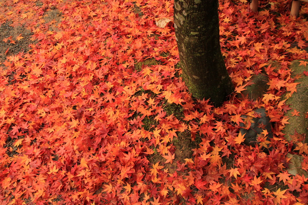 紅葉づくし