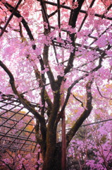 平安神宮神苑の桜(2)