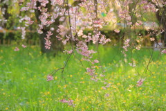 京都御苑の桜(3)