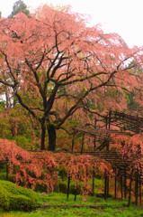 京都の桜2015(7)