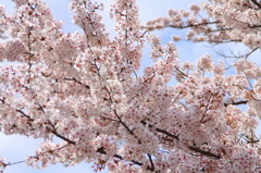 京都の桜(9)