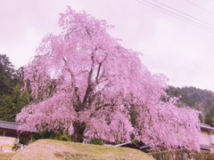 美山の桜