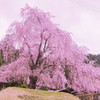 美山の桜