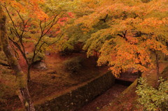 東福寺の紅葉(4)