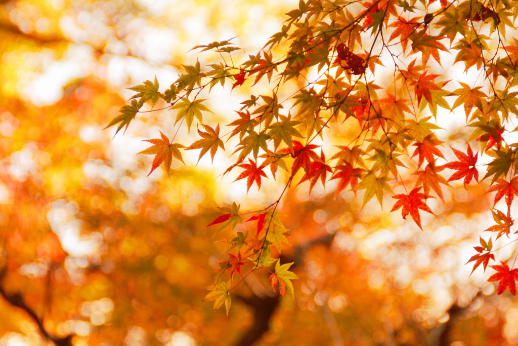 北野天満宮の紅葉(4)