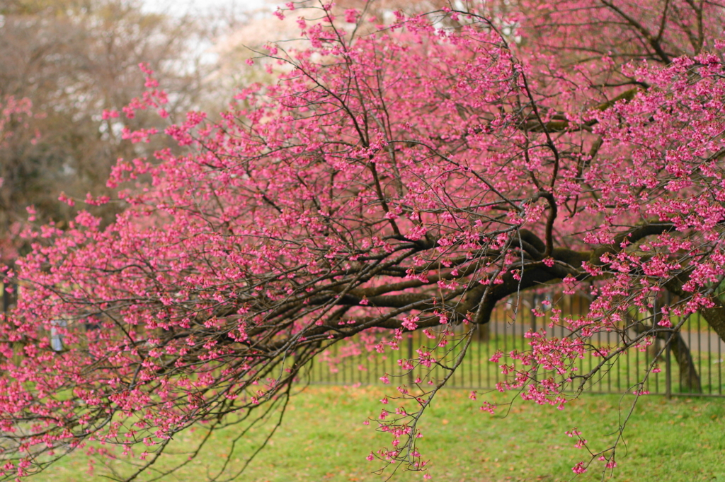 小金井の桜1