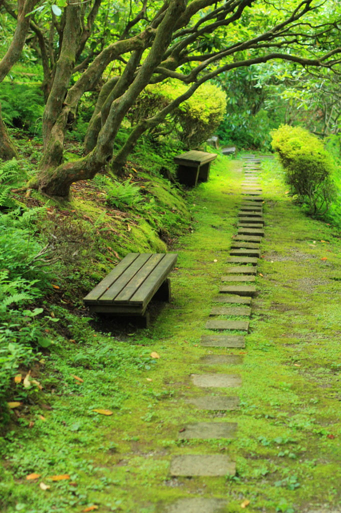夏の小路