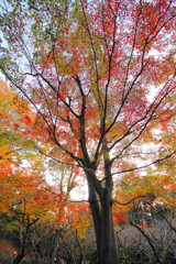 北野天満宮の紅葉(9)