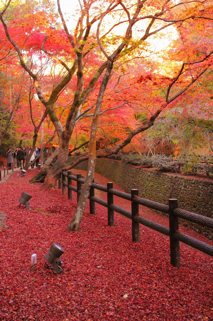 北野天満宮の紅葉(6)