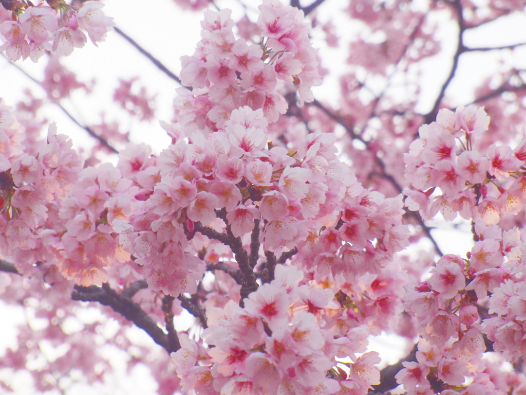 桜の約束