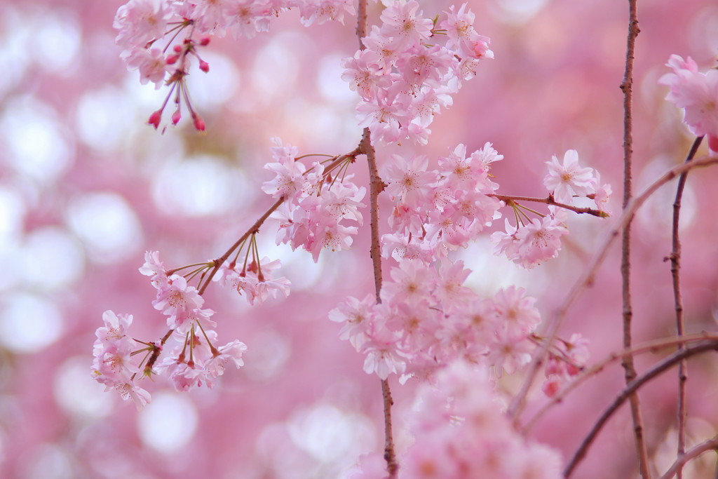 京都御苑の桜(4)