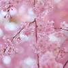 京都御苑の桜(4)