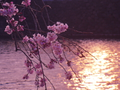 夕暮れ時の桜