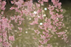 平安神宮神苑の桜(8)