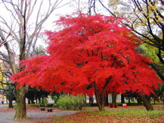 紅葉33