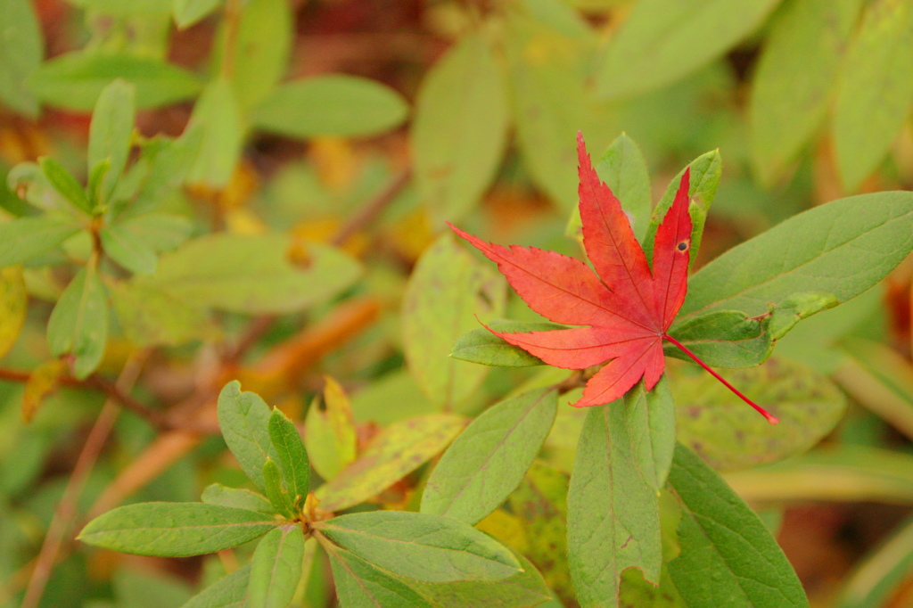 紅葉6