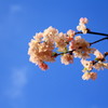 早咲きのさくら