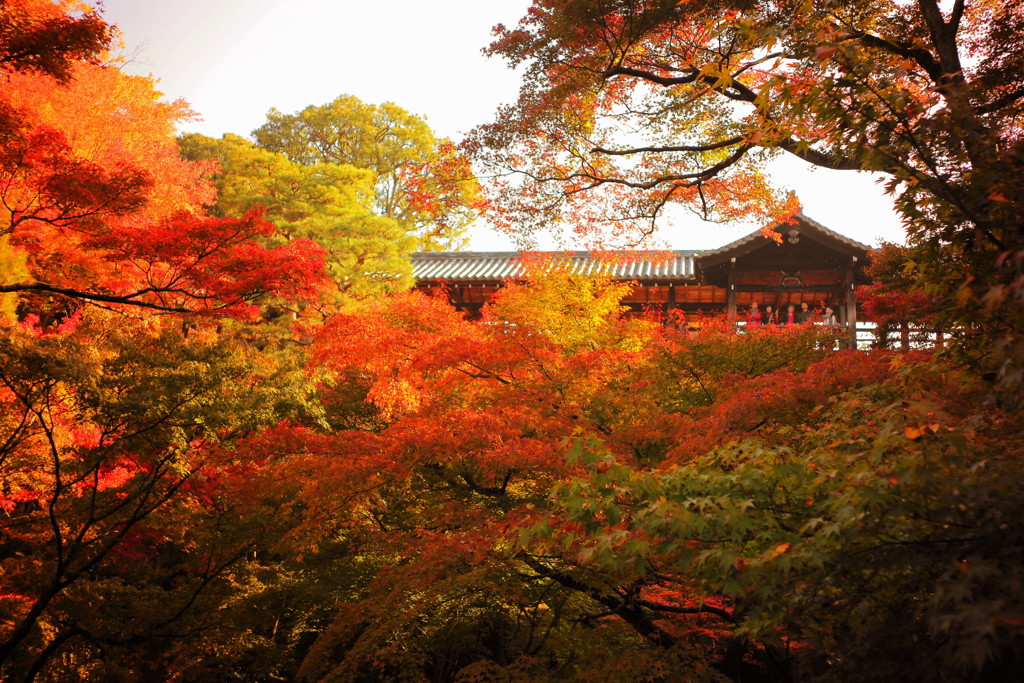 2016東福寺の紅葉(2)