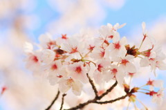 京都の桜（11）
