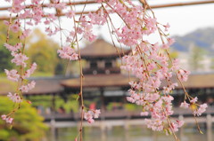 平安神宮神苑の桜(7)