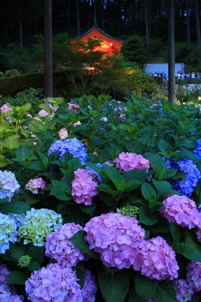 三室戸寺の紫陽花(６)