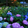 三室戸寺の紫陽花(６)