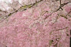 京都の桜2015(8)