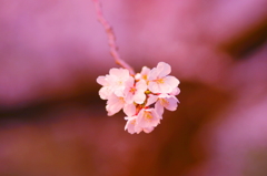 小金井の桜2